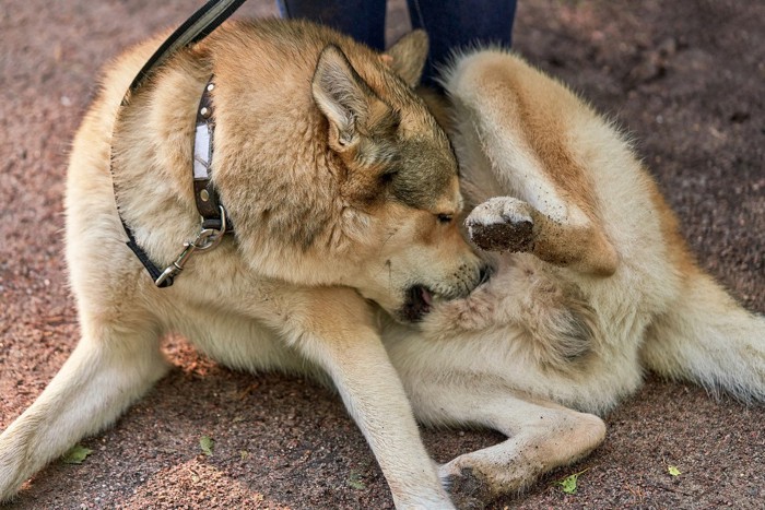 お腹を舐める犬