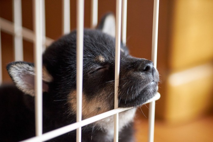 ケージの中、黒柴の子犬