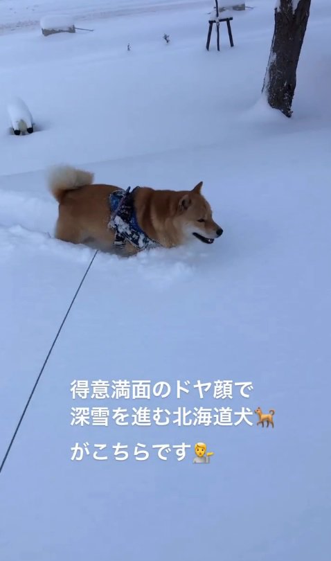 雪の中をズンズン進む冬一郎くん