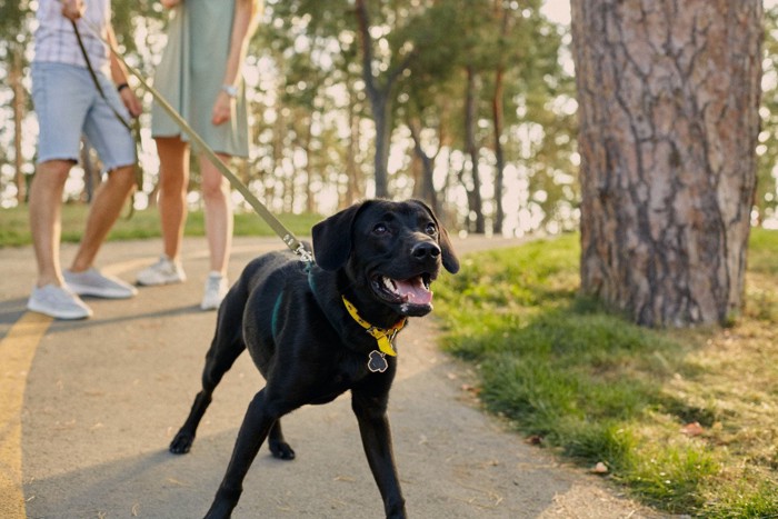 散歩中なのに近寄ってくる大型犬