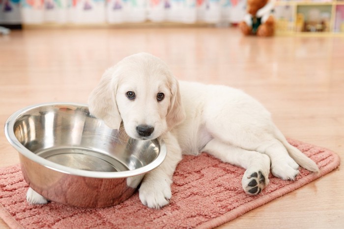 大きな食器と子犬