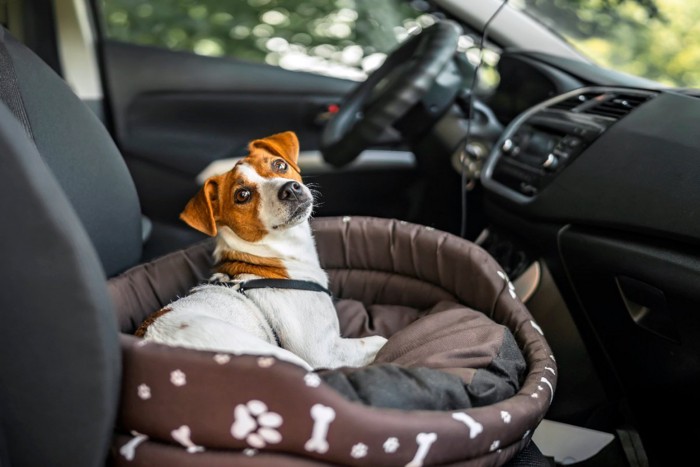 車内でくつろぐ犬