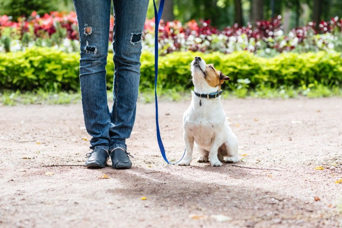 座る犬