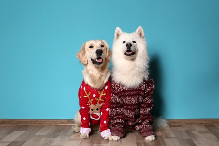 服を着た2匹の犬