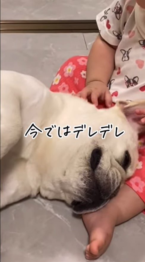 赤ちゃんと寝る犬