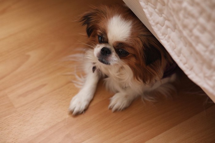 家具の下に隠れている犬