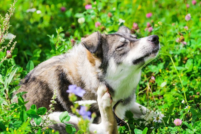 草原で首元を掻く犬