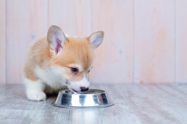 犬に生姜を与えていい量の目安と与え方