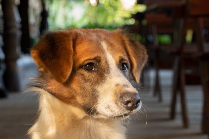 ラオスの犬のクローズアップ