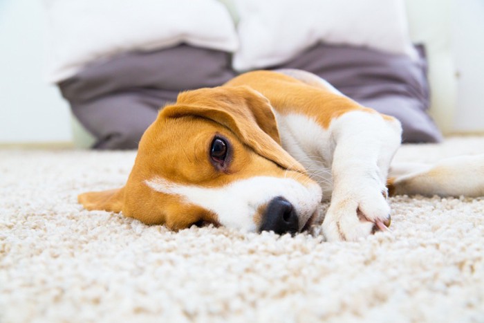 カーペットの上に寝転がる犬