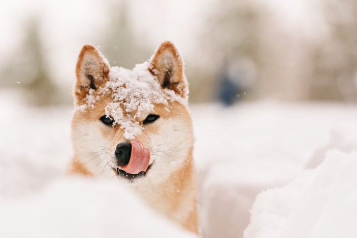 雪の中の柴犬