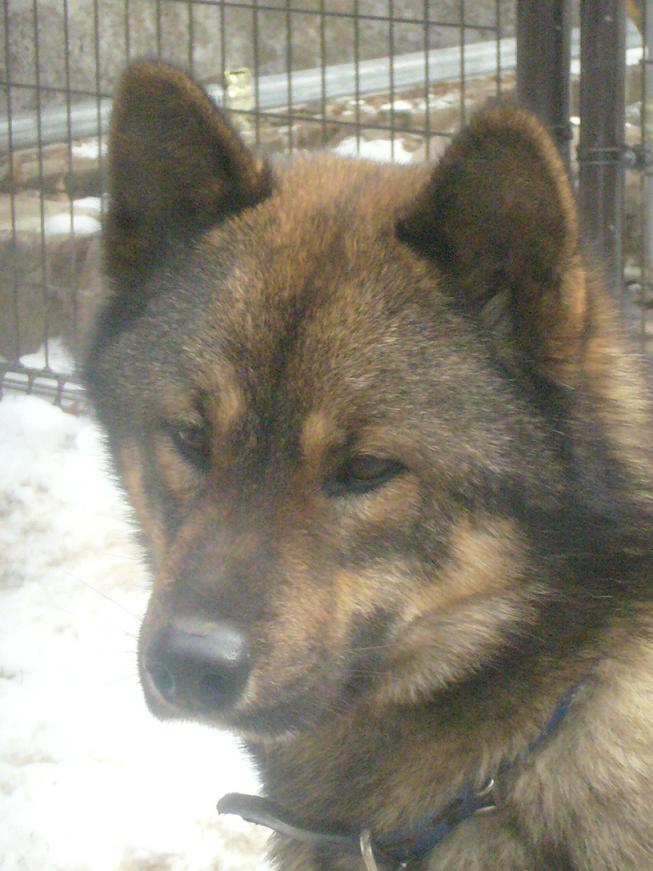 川上犬の顔