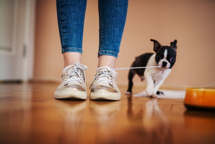 靴ひもをひっぱる犬