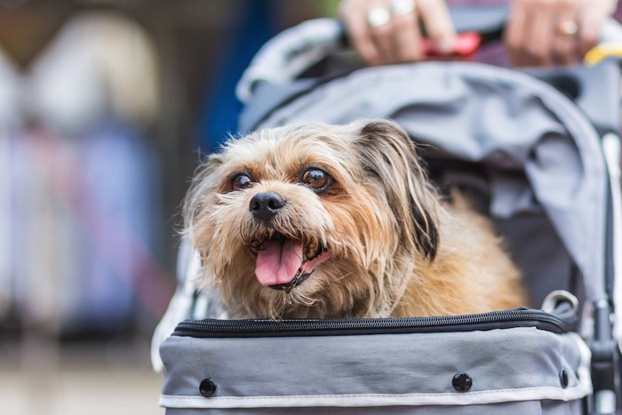 ペットカートに乗った犬