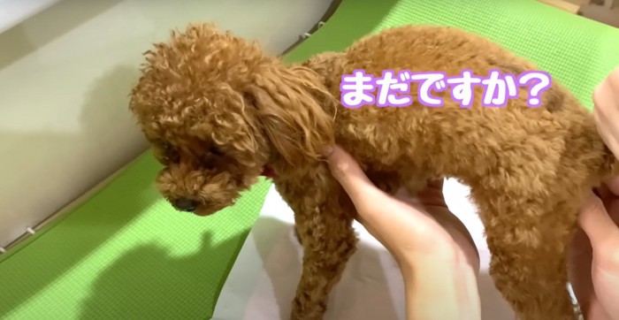 まだですかという犬