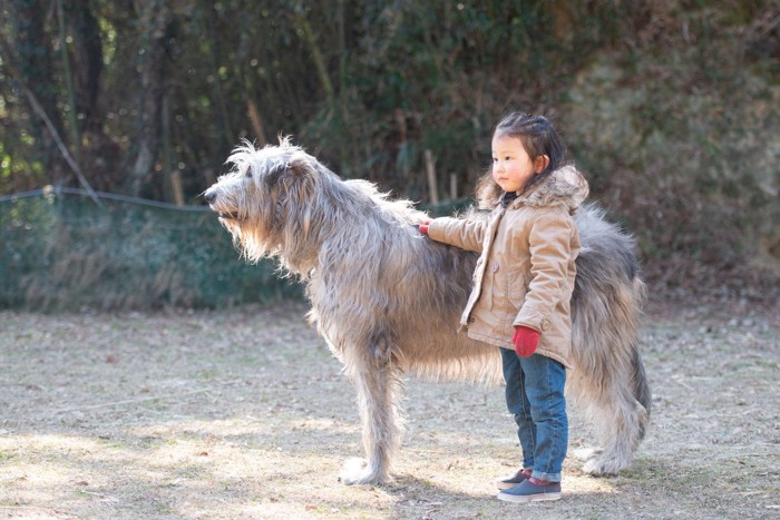 子供とアイリッシュウルフハウンド