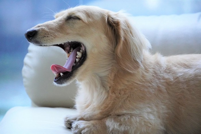 あくびをしている犬