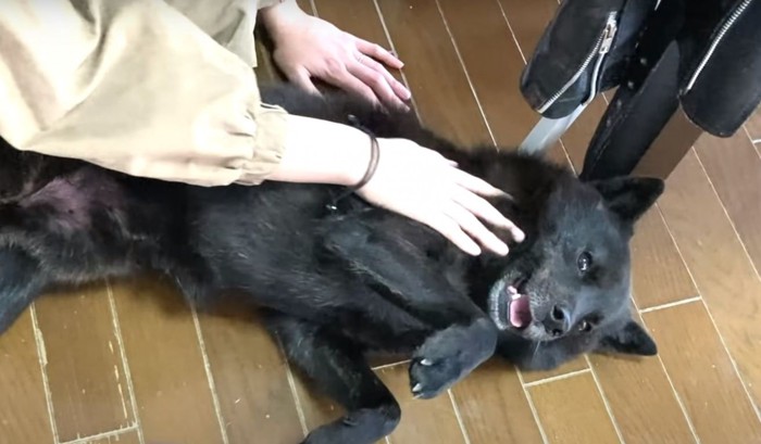 お腹を撫でられる犬