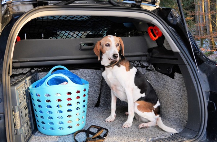 車に乗り込む犬