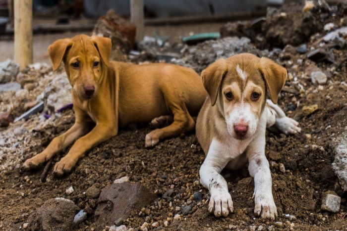 野良犬の子犬