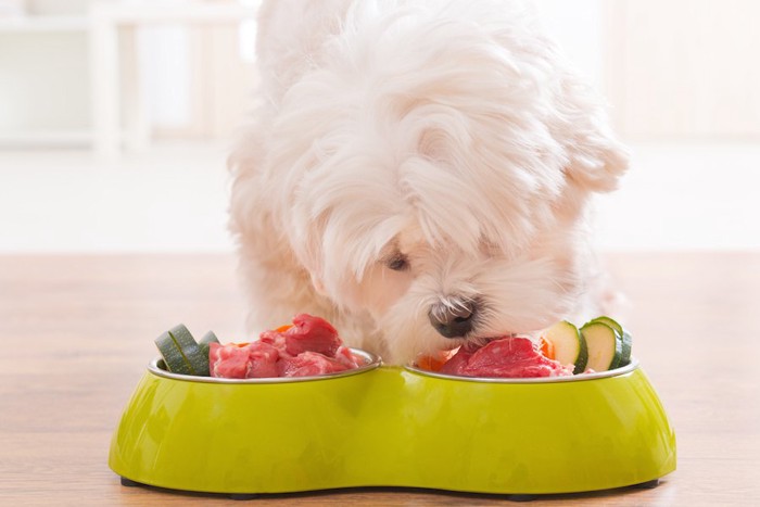 器に入ったお肉を食べる白い犬