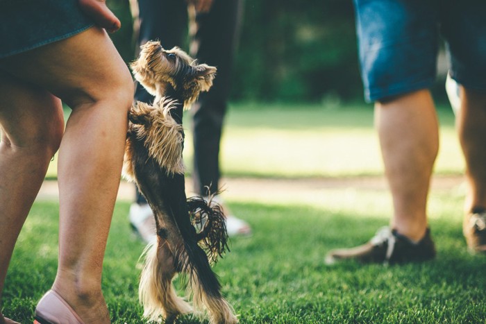 人の膝にとびかかる犬