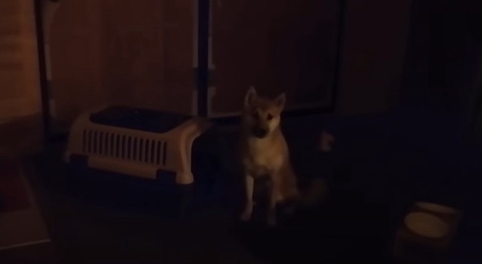暗闇で横を見る子犬