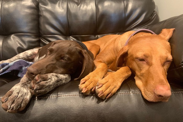 ソファでリラックスする二匹の茶色い犬
