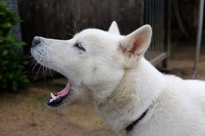 吠えている紀州犬 203532601