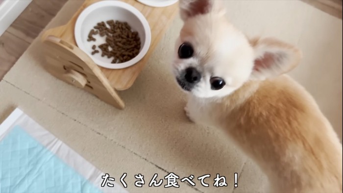 ご飯を前に座る犬