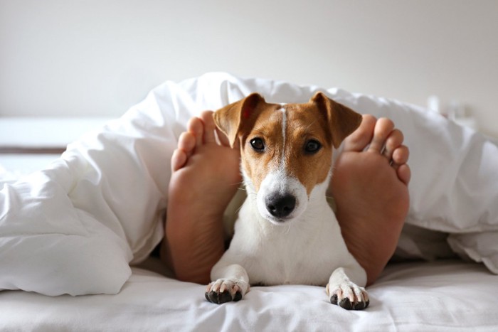 布団から覗く犬と足裏