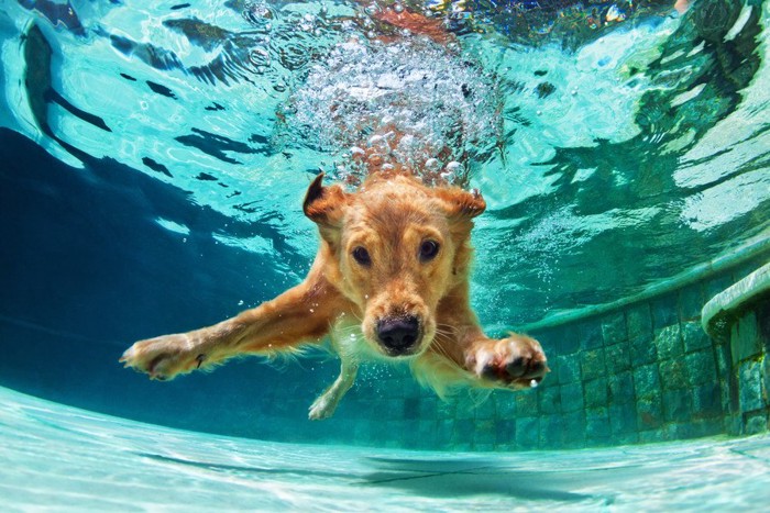 プールに飛び込む犬