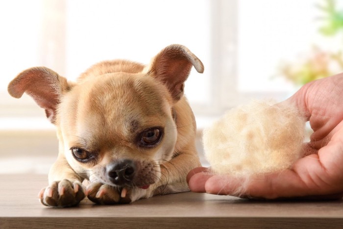 抜け毛と悲しそうな表情の犬