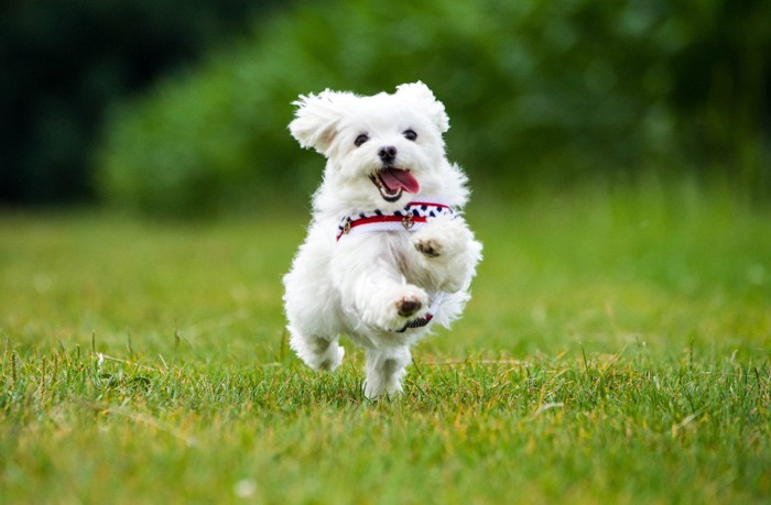 走っている白い犬