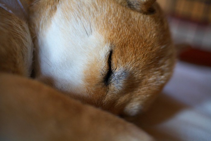 眠っている柴犬のアップ