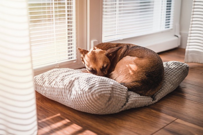 窓のそばで眠る犬