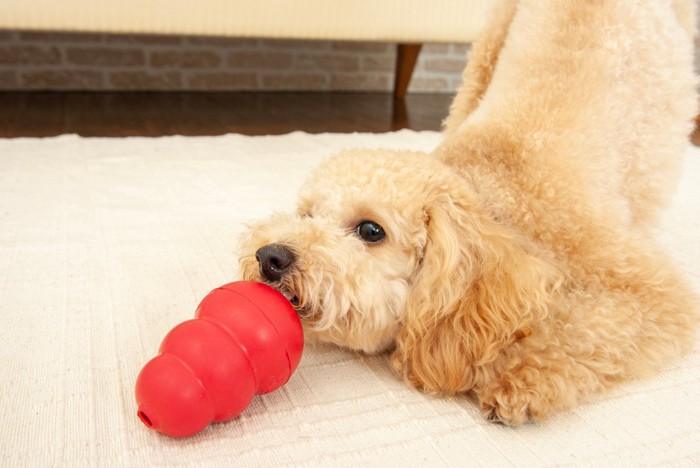 コングで遊ぶ犬