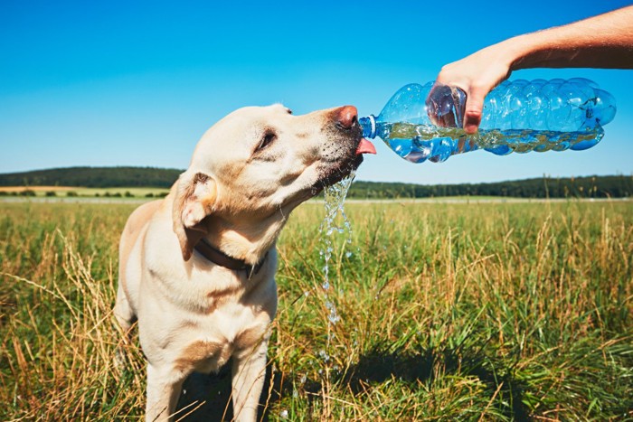 水をペットボトルで飲む犬