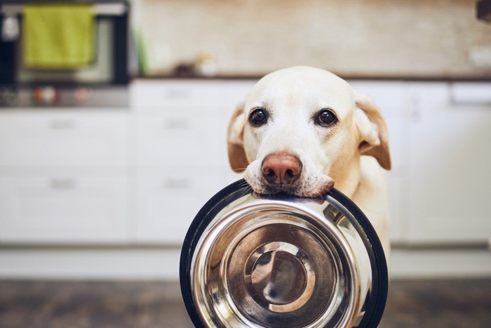 ご飯を待つ犬