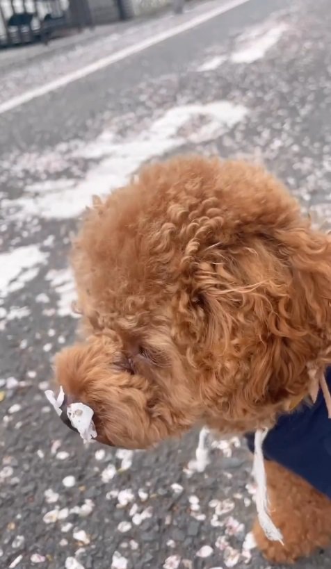 暖かい春の日に桜並木をお散歩