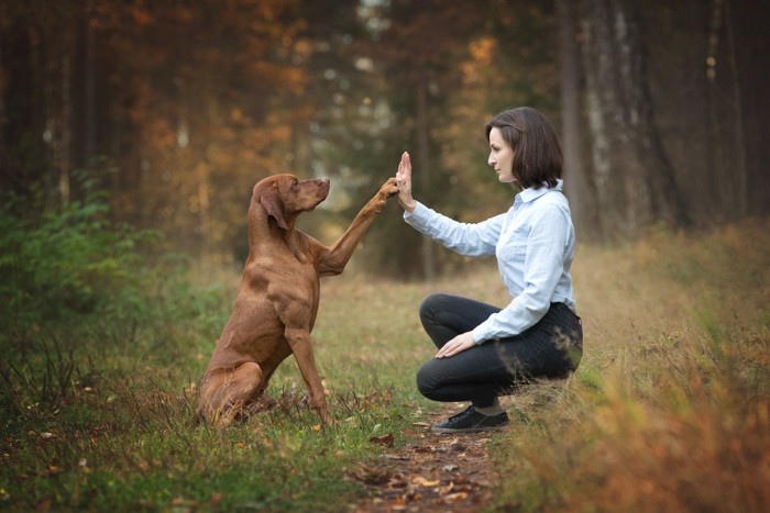 森の中でトレーニングする犬と女性