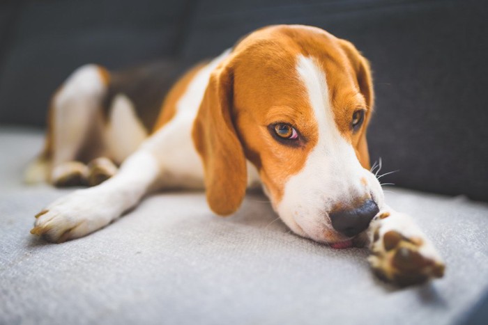 足を舐めている犬