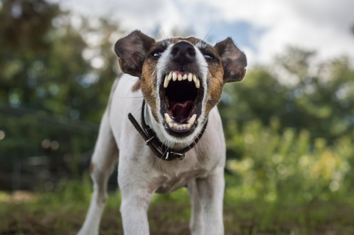 吠える犬