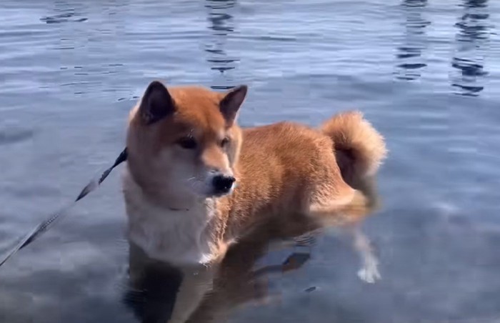 水につかる犬