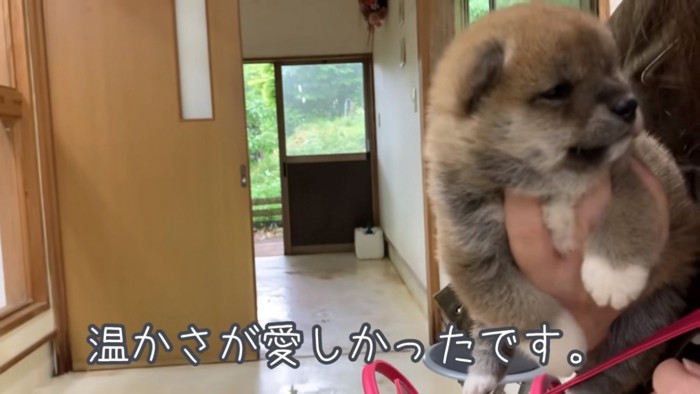 抱っこされている柴犬