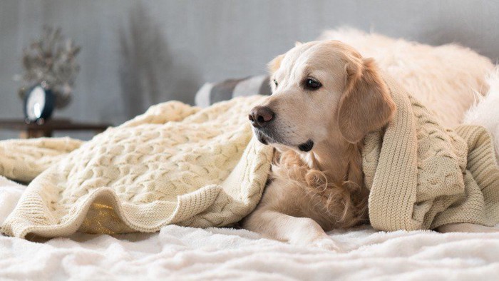 セーターにくるまる犬