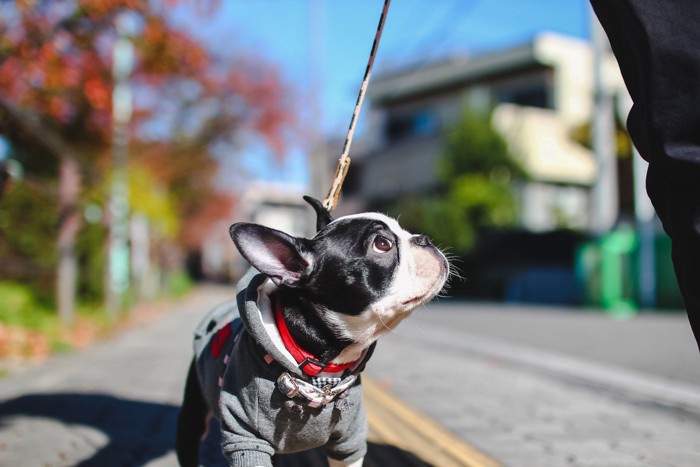 飼い主を見上げている犬