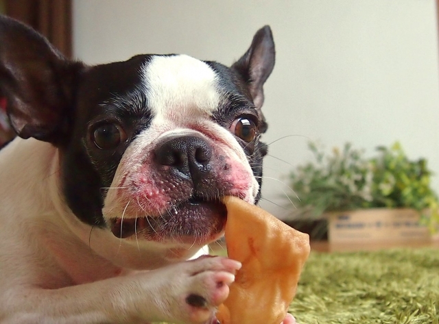 フレンチブルドッグ おやつを食べている