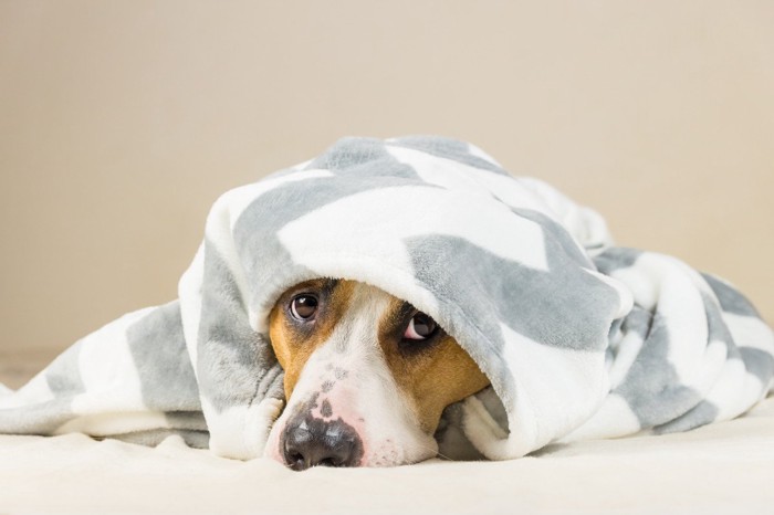 毛布に包まれた犬