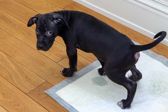 トイレシーツでおしっこする犬